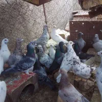 کبوتر پلاکی|پرنده|تفت, |دیوار