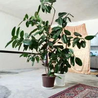 گل گوش فیل