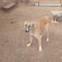 کوچک ۸ماه|سگ|تربت جام, میان جام|دیوار