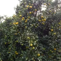 فروش مرکبات شمال نارنگی و تامسون
