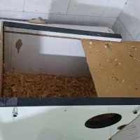 عروس پاریس ۸ ماهه سینامون نیمه دستی|پرنده|اهواز, فرهنگ شهر|دیوار