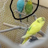 دو جفت مرغ عشق با تمام وسایل