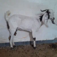 فروش بز در امیدیه