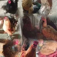 تخم مرغ محلی نژادی اصیل