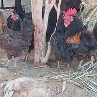 شادگان عبودی