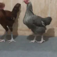 مرغ و خروس|حیوانات مزرعه|انبارآلوم, |دیوار