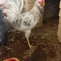 خروس گلین سالم فول ریش کاکل بسیار زیبا