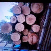 خریدچوب برش درخت هرس درخت|خدمات باغبانی و درختکاری|تهران, والفجر (افسریه)|دیوار