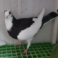 کبوتر جوان|پرنده|قم, کیوانفر|دیوار