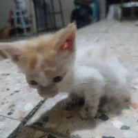 واگذاری دو تا بچه گربه بازیگوش غذا خور|گربه|مشهد, کوی دروی|دیوار