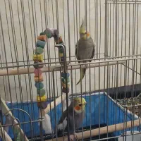 دوتا عروس هلندی بهمراه ۲ تا جوجه