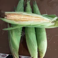 شیربلال محلی تازه چین