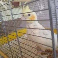 جوجه عروس هلندی