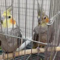 جفت عروس هلندی مولد