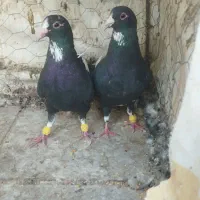 نر ماده پلنگ