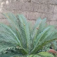 گل سیکاس