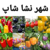 فروش انواع نشا صیفی جات