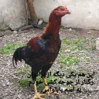 خروس لاری اصیل