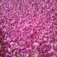 پر گل محمدی
