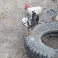 خروسک