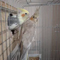 یک جفت عروس هلندی