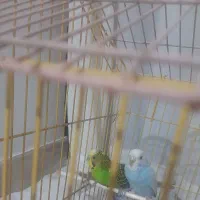 فروش یک جفت مرغ عشق با قفس