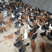نیمچه مرغ گلپایگان کاکلی