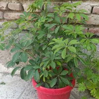 گل های شاداب|گل و گیاه طبیعی|بجنورد, |دیوار