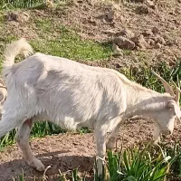 ۵بز درجه یک