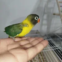 جوجه کوتوله یقه زرد