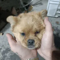 توله سگ پامراشپیتز