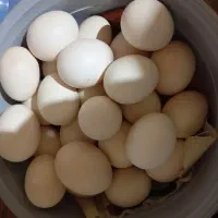 تخم مرغ محلی تازه