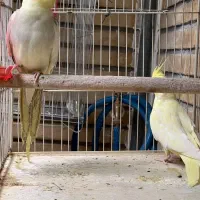 عزوس هلندی مولد دوکت|پرنده|کرج, استاندارد|دیوار