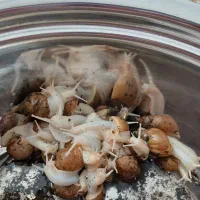 حلزون|خزنده|تهران, دروازه شمیران|دیوار