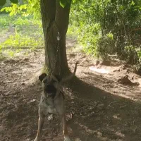 سگ ماده سراب سرابی دزد زده