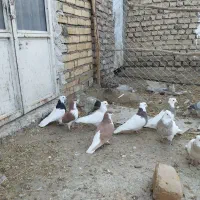طوقی ،دمسیاه دمسرکه ای،سروته قزوینی ،پلاکی نامور
