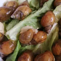 حلزون آلبینو