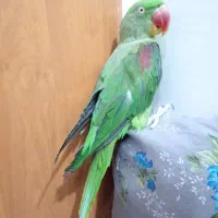 شاه طوطی|پرنده|بیرجند, |دیوار