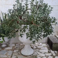 گلدان و گل یشم