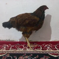 مرغ
