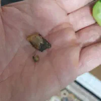 حلزون  البینو