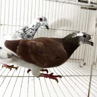 پنج جفت کبوتر مسافتی به ضمانت