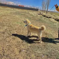 سگ آکیتا ژاپنی