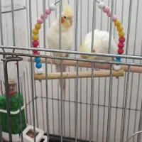 عروس هلندی|پرنده|نقده, |دیوار