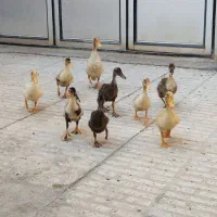 جوجه اردک