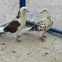 کبوتر کفتر مایه