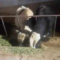 گوساله|حیوانات مزرعه|شهرکرد, |دیوار