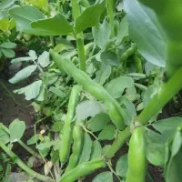 باقله بزری شاخ بزی درجه یک یک|خدمات باغبانی و درختکاری|خرمآباد, |دیوار