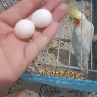 جوجه عروس یه هفته ودوتا تخم نطفه دار  عروس به شرط|پرنده|رشت, دیانتی|دیوار
