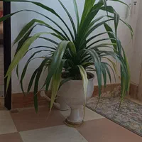 گل پانداراتوس